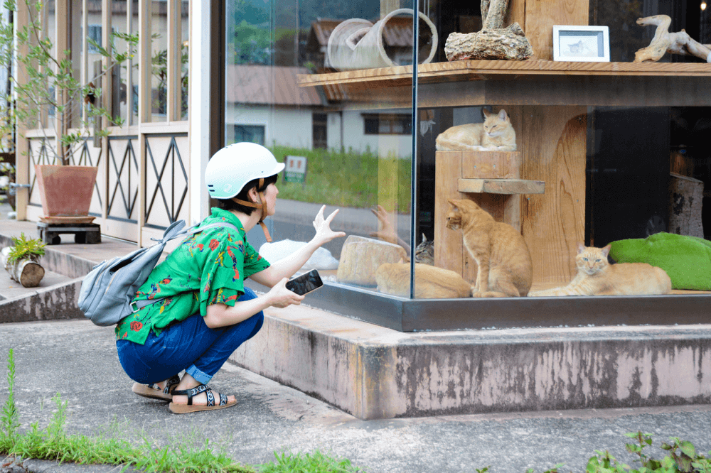 たくさんの猫に惹かれて、思わず自転車を降りて撮影タイム！